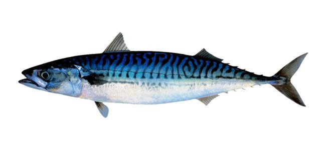 MACKEREL (TITUS) FISH