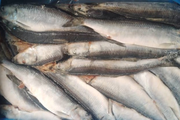 HERRING (SHAWA) 18KG
