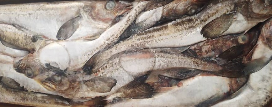 ALASKA (PANLA) 20KG