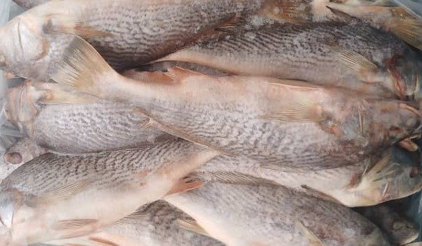 MEDIUM CROAKER (APO) 20KG