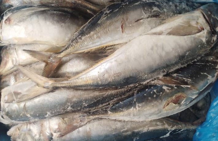 HORSE MACKEREL (900G UP) 20KG (KOTE)