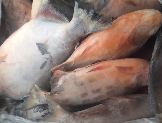 PACU (OWERE) 10KG